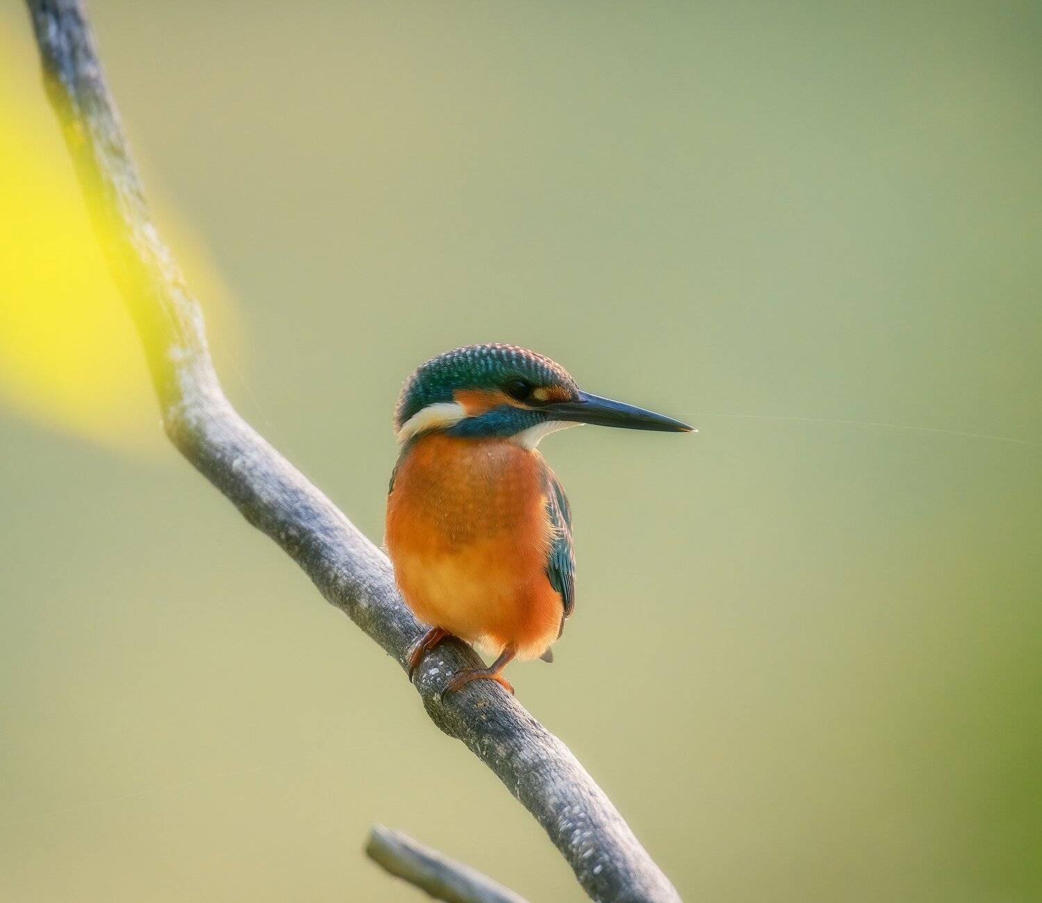 , Alexander Plekhanov