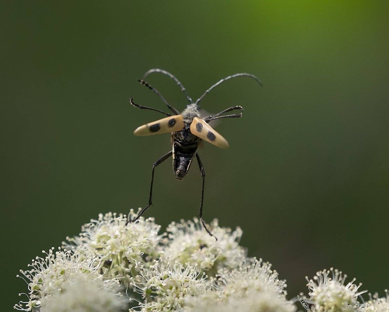 природа, насекомые, жук, взлёт, Александр Смолкин