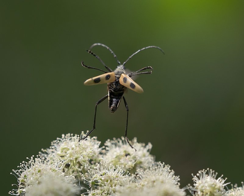 природа, насекомые, жук, взлёт Прощай! Земля! фото превью