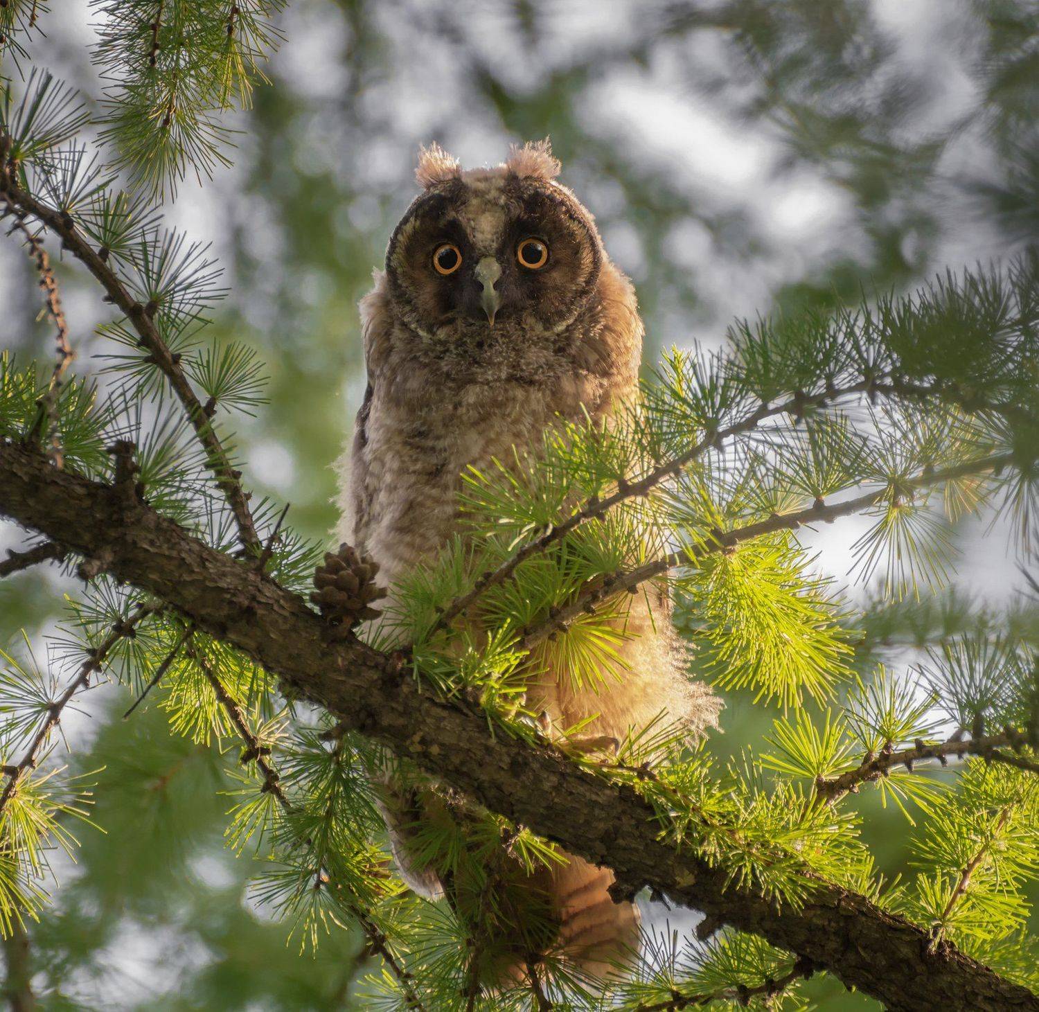 птица, сова, слёток,, Марина Мочалова