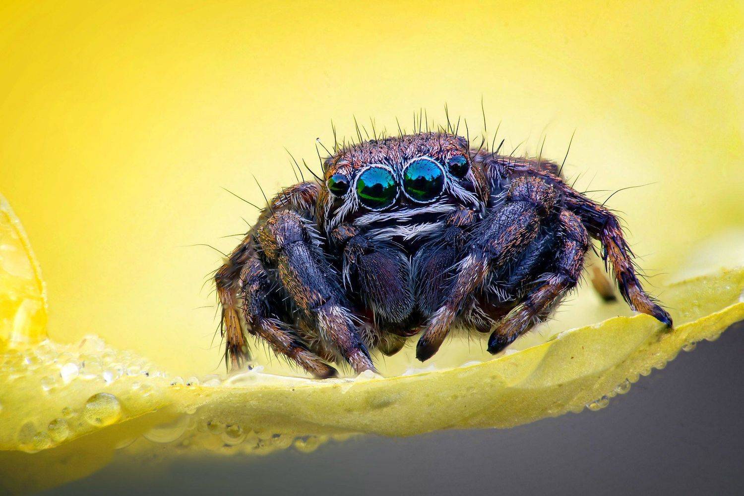 , Сергей Рубан