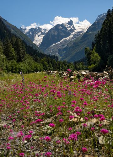 Цветущий Кавказ