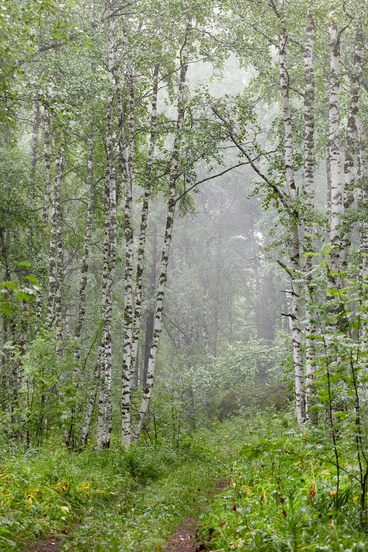 южный урал,оренбургская область, орск, новотроицк,башкирия, башкертостан Березки фото превью