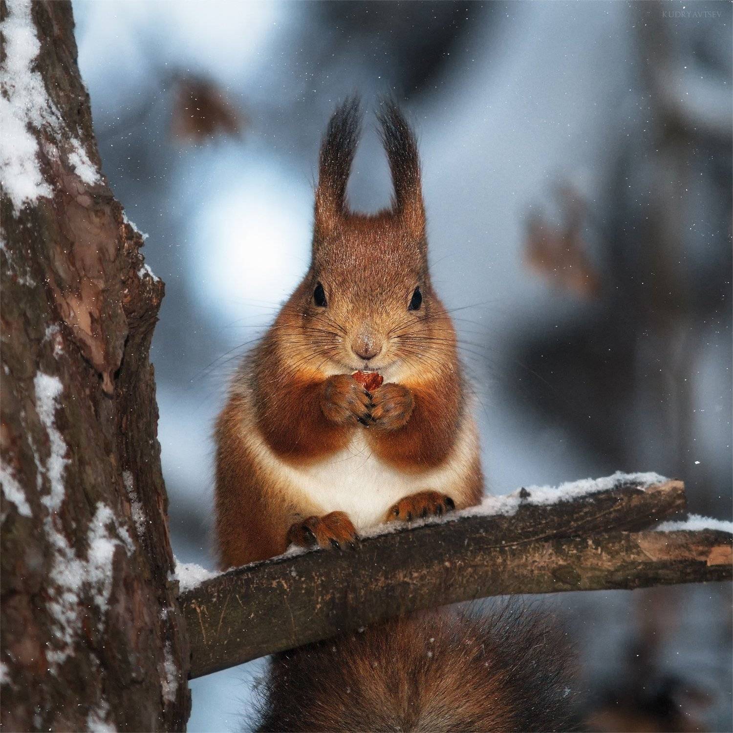 , Михаил Кудрявцев