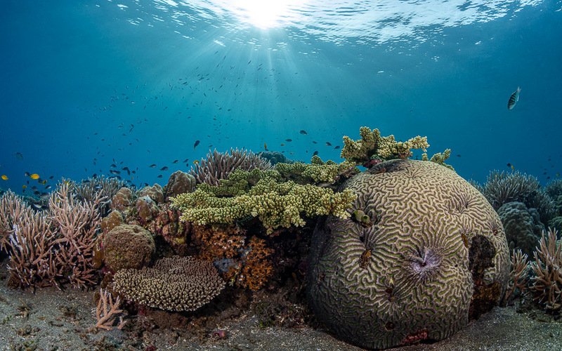 Dauin home reef фото превью