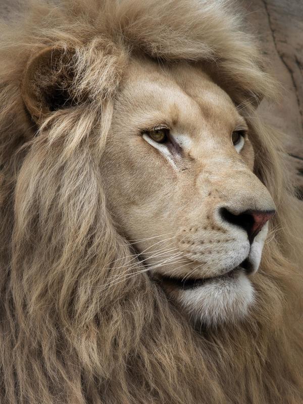 cat,wild, wildanimal, wildanimals, wildlife, wildlifephotography, wild_animal, wildanimalphotography, кот, беларусь,минский зоопарк,minsk zoo, belarus,лев, lion  фото превью