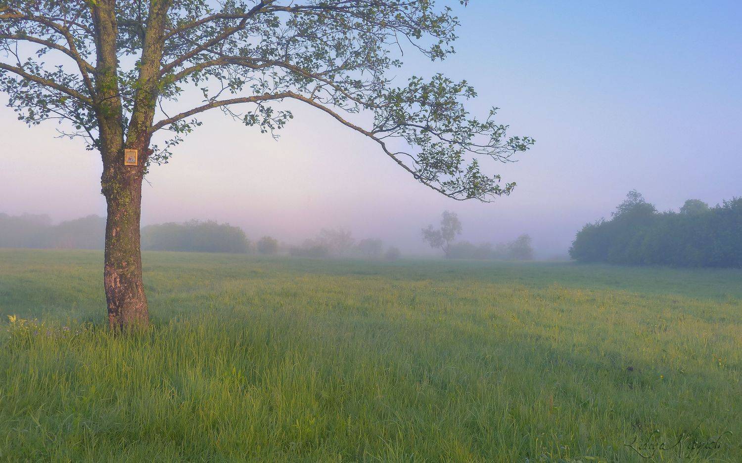 пейзаж, утро, лето, туман, Лидия Киприч