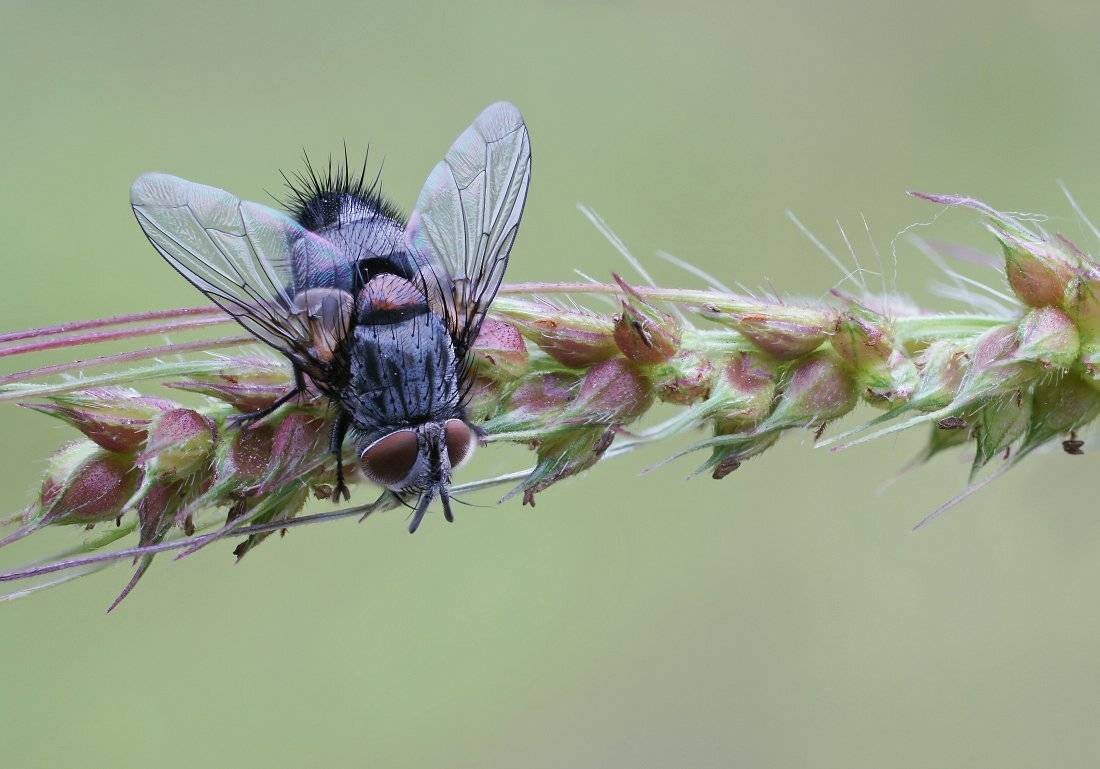 Муха, Чепленко Алексей