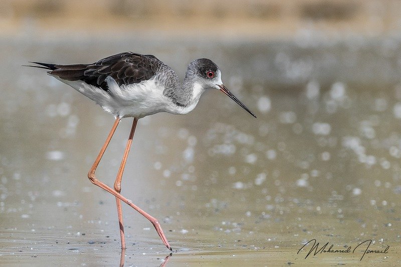 Black-winged stilt фото превью