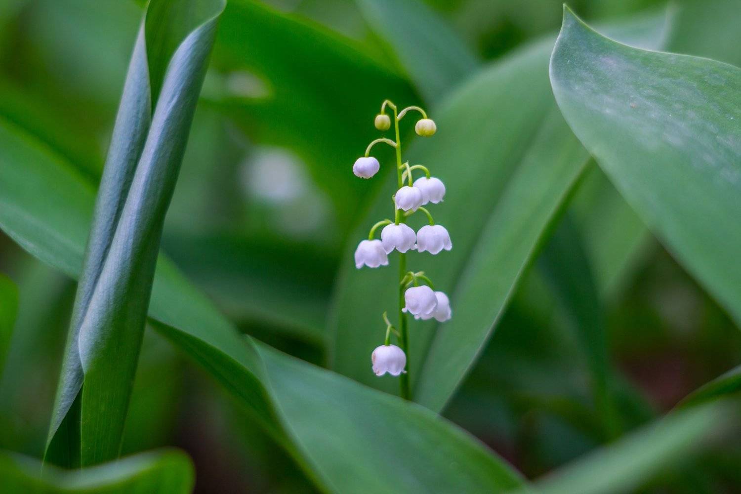 цветы, природа, лес, ландыши, весна, Руслан Востриков