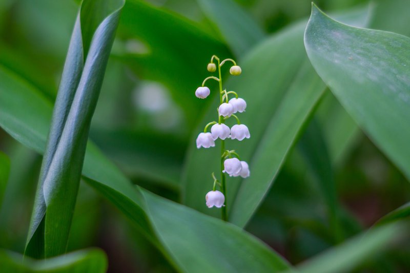 цветы, природа, лес, ландыши, весна  фото превью