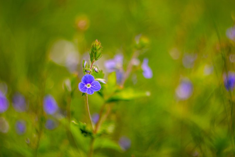 цветы, природа, весна, вероника  фото превью