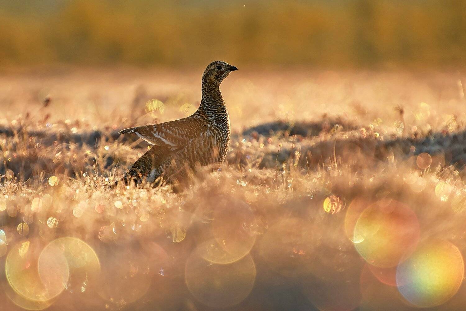 , Михаил Калинин