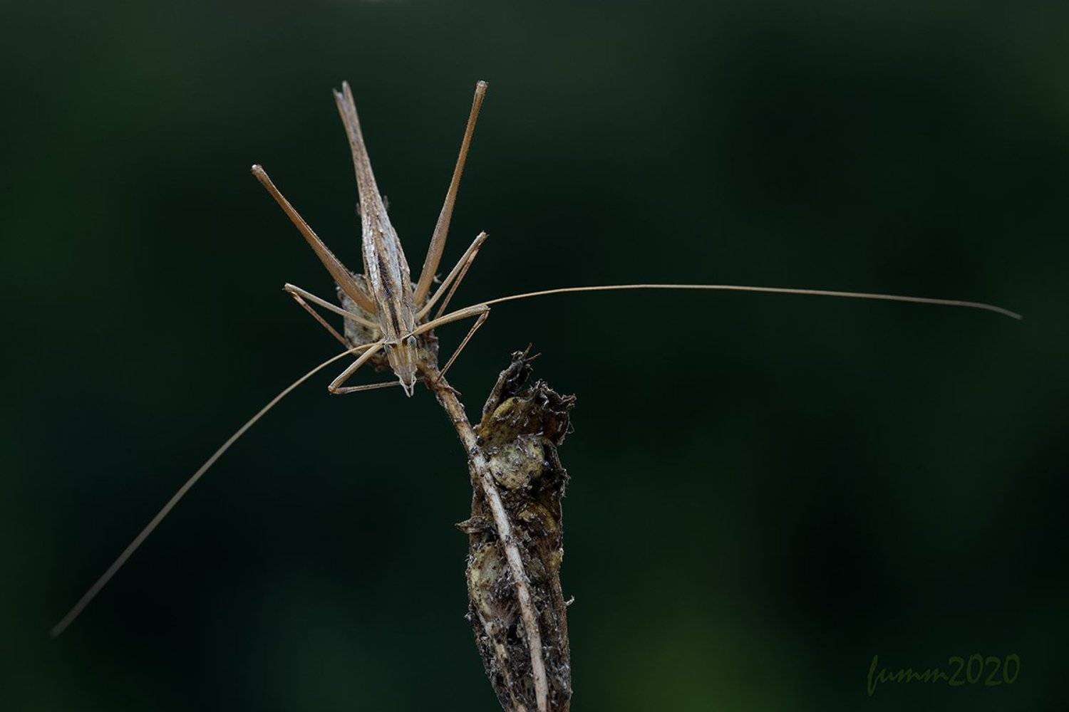 , Игорь ФУММ