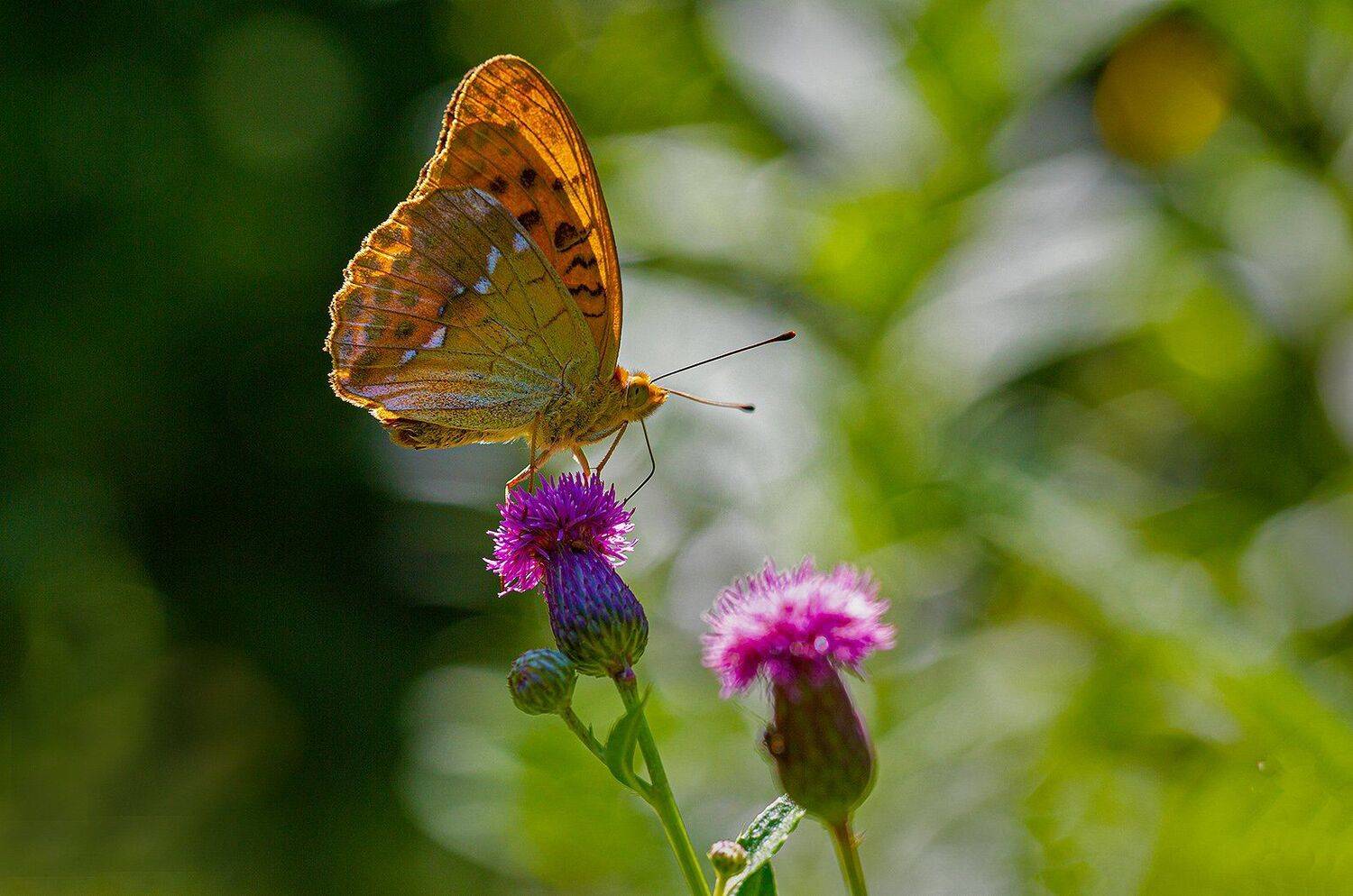 бабочка, перламутровка, август, Евгений Слободской