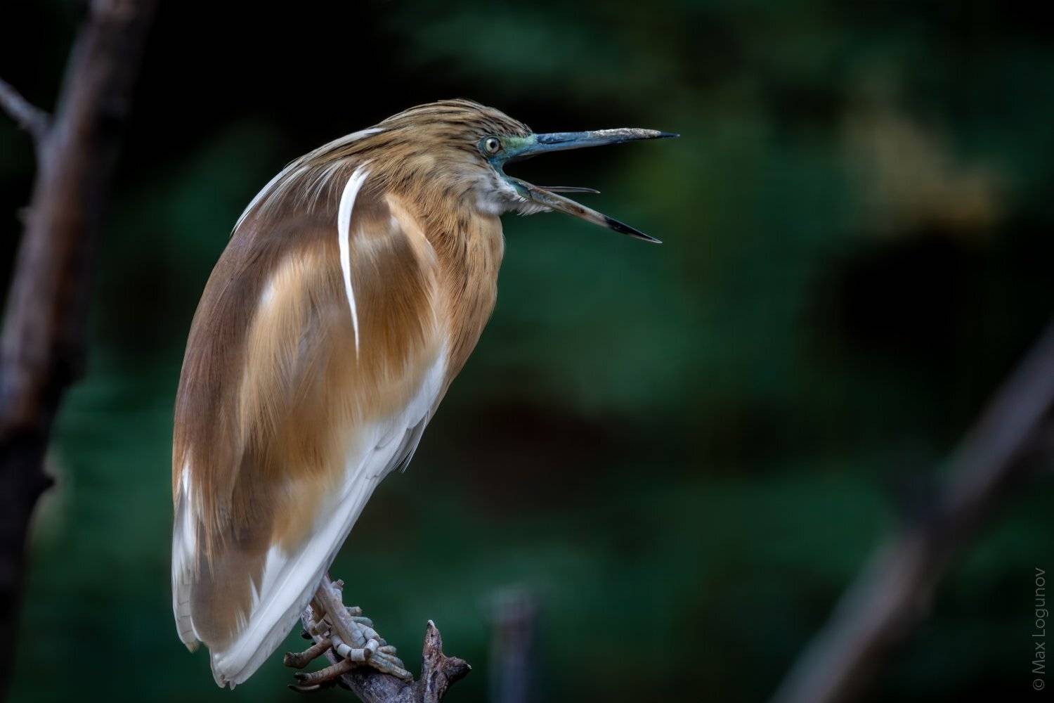 цапля, Логунов Максим