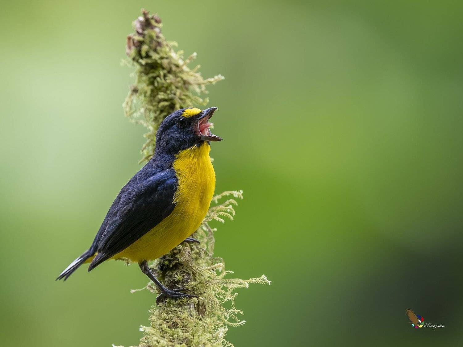 , Fernando Burgalin Sequeira