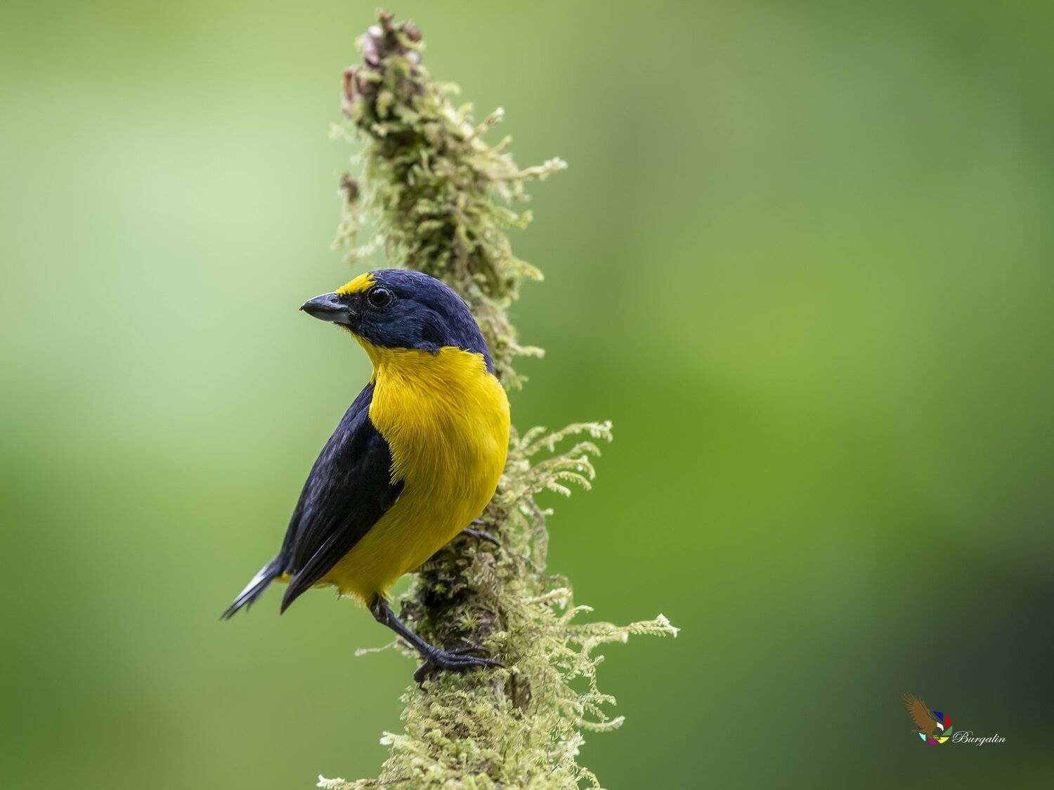 , Fernando Burgalin Sequeira