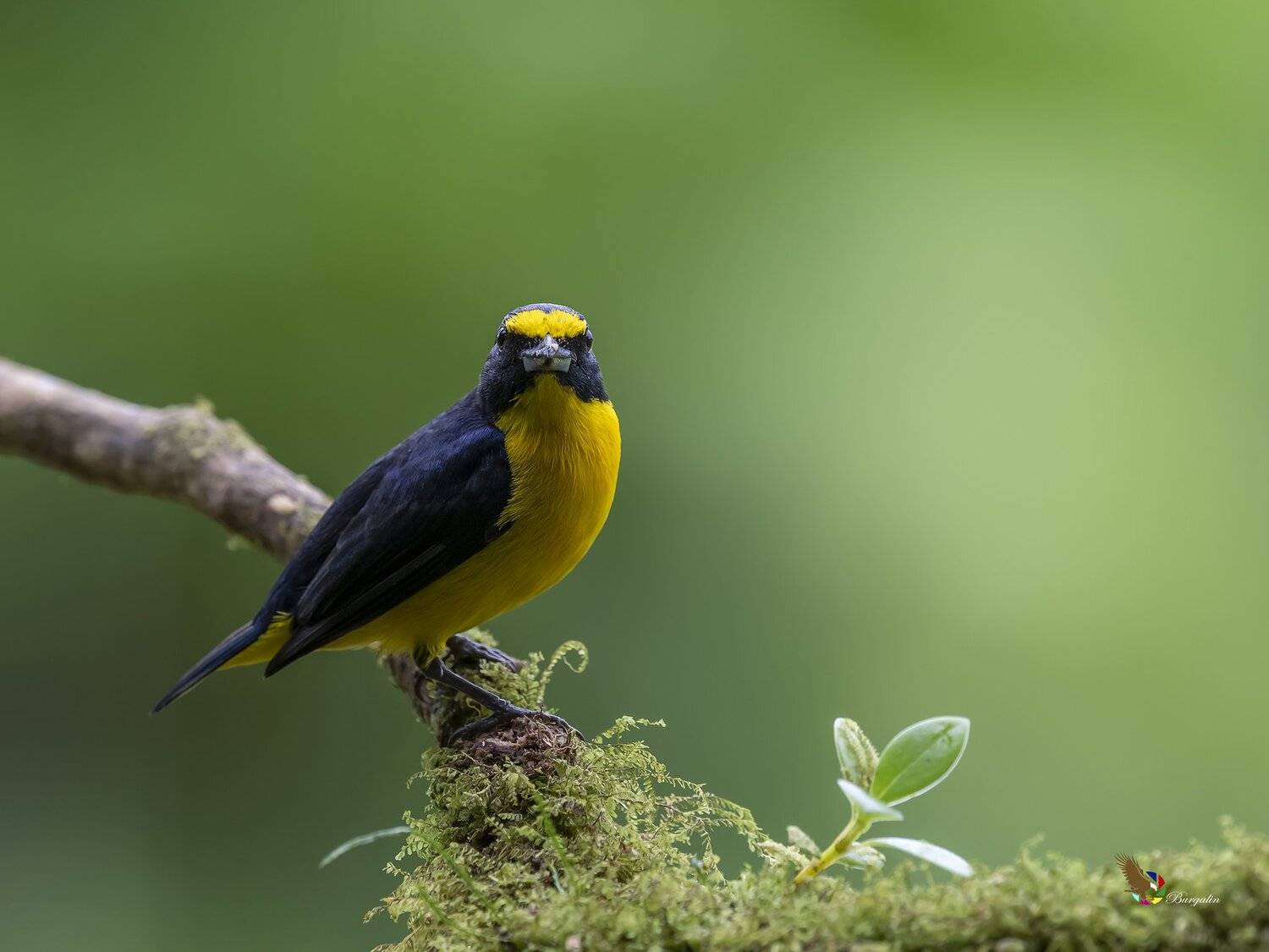 , Fernando Burgalin Sequeira