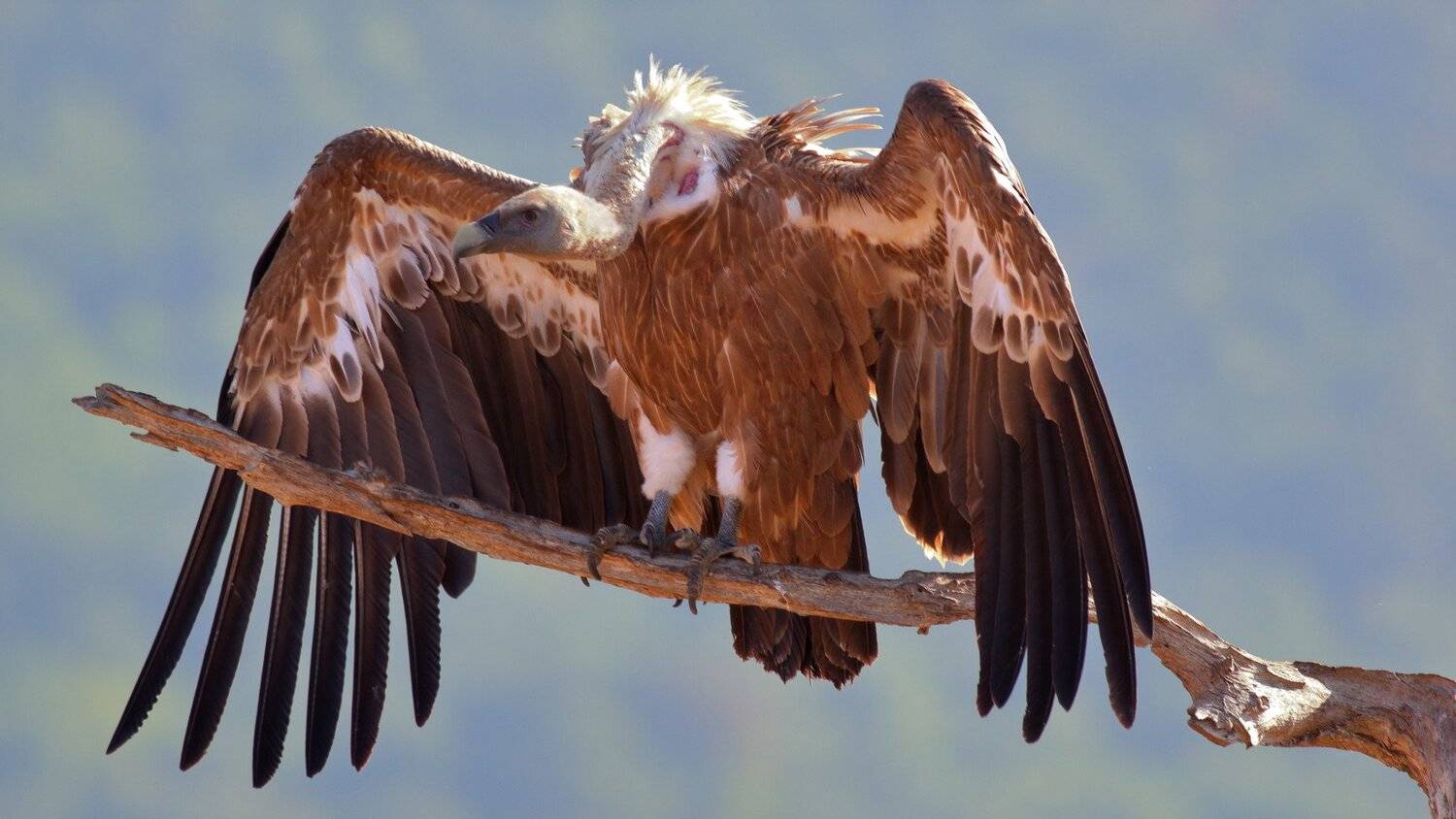 , Георги Славов