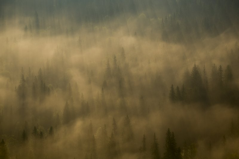 россия, урал, тайга, лес, туман, парма, дымка, свет, утро Магия таежного утра фото превью