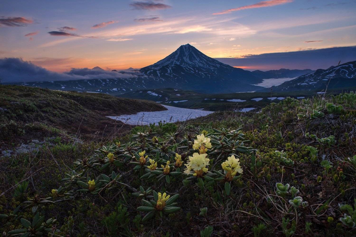камчатка,рододендрон,цветы,kamchatka, Алексей Кретов
