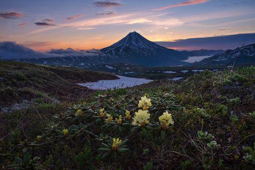 жёлтые рододендроны