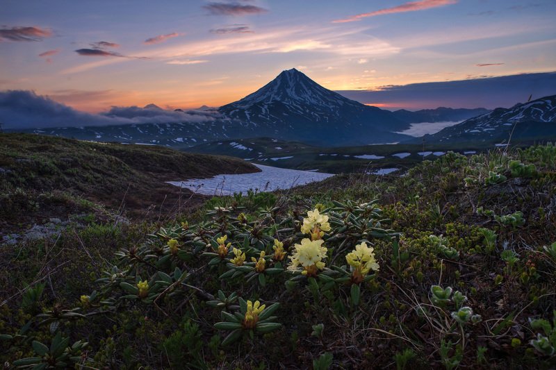 камчатка,рододендрон,цветы,kamchatka жёлтые рододендроны фото превью