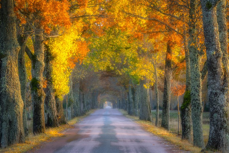Alley, autumn, Autumn Alley, Avenue, Bird Lichen, fall, Fall alley, gold, Golden Hour, Golden Light, Lichen, Light, moss, ochre, orange, Road, street, Sunlit, Sunrays, trees, Treetrunks, Wood, Yellow Golden Passageway фото превью