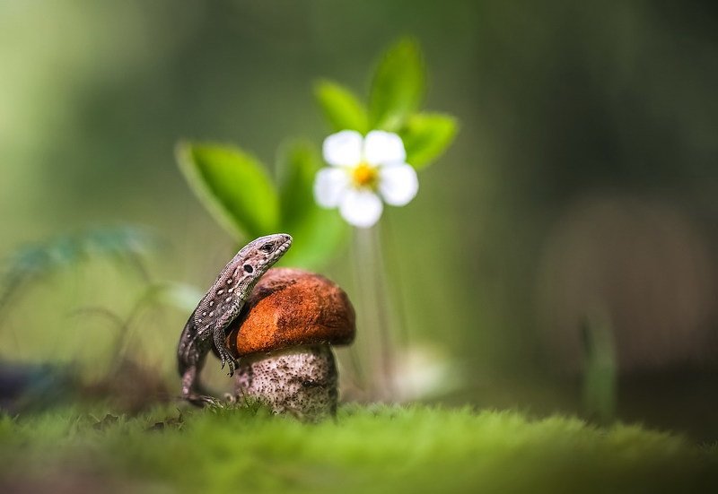 Цветет земляника фото превью