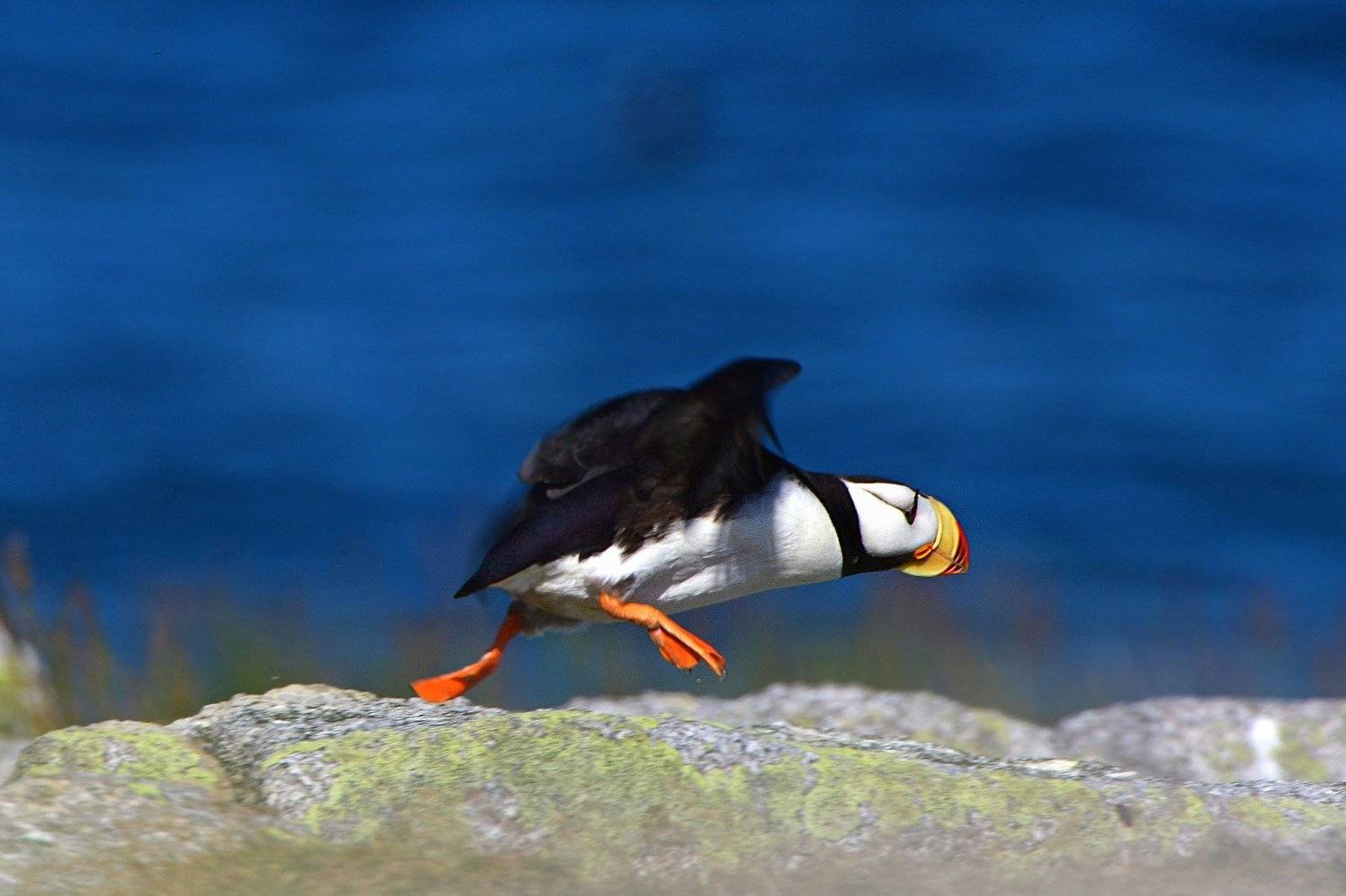 ипатка, Александр Маркелов