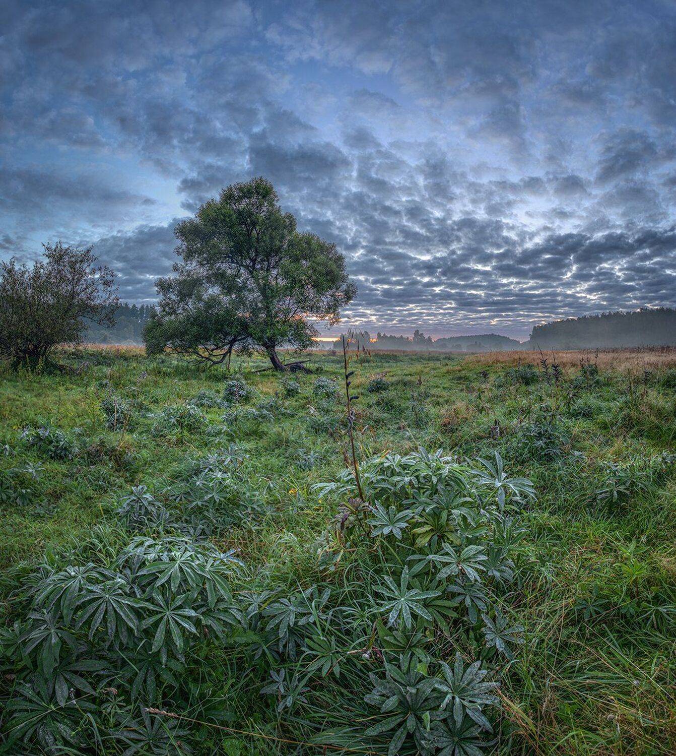 , Николай Андреев