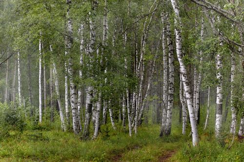 Лесная