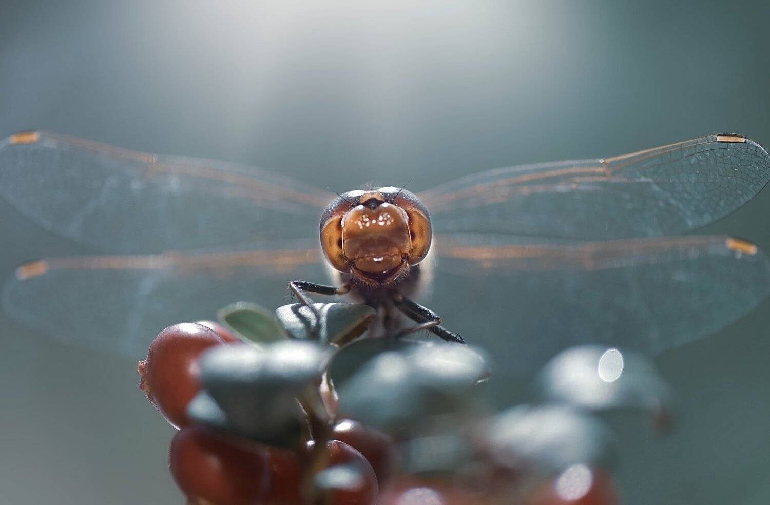 , Лапшина Владлена