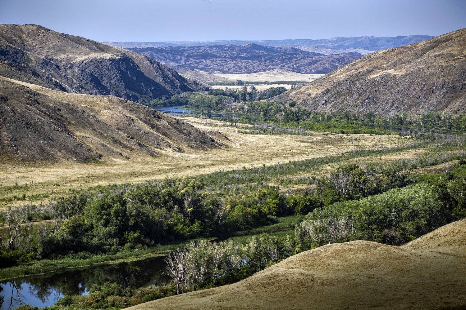 медянка., петр чиков
