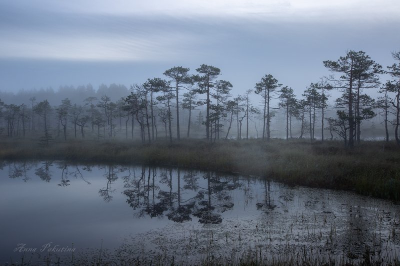 На болоте фото превью