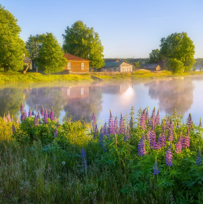 Утро с люпинами фото превью
