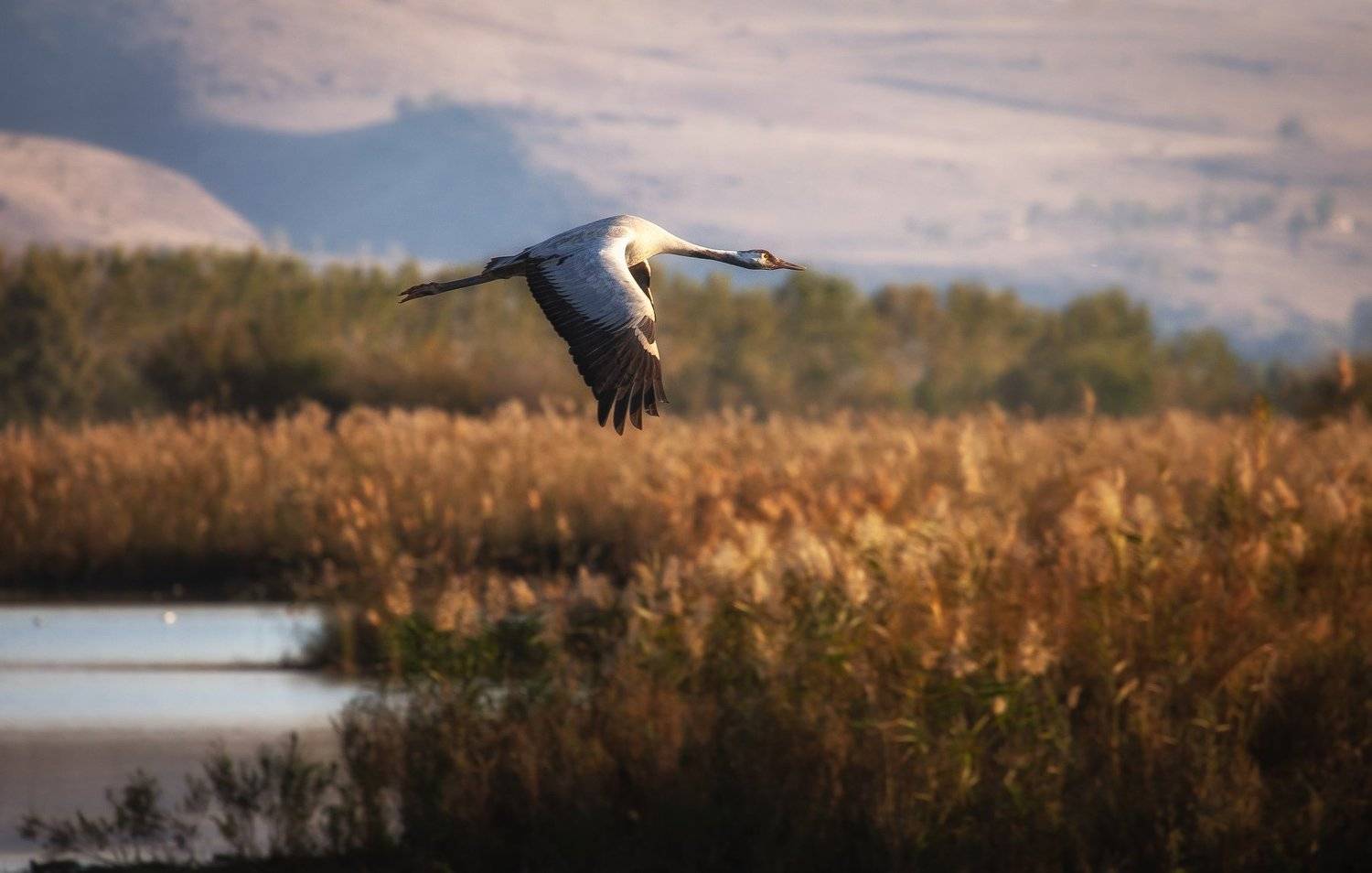 , Григорий Крамаренко