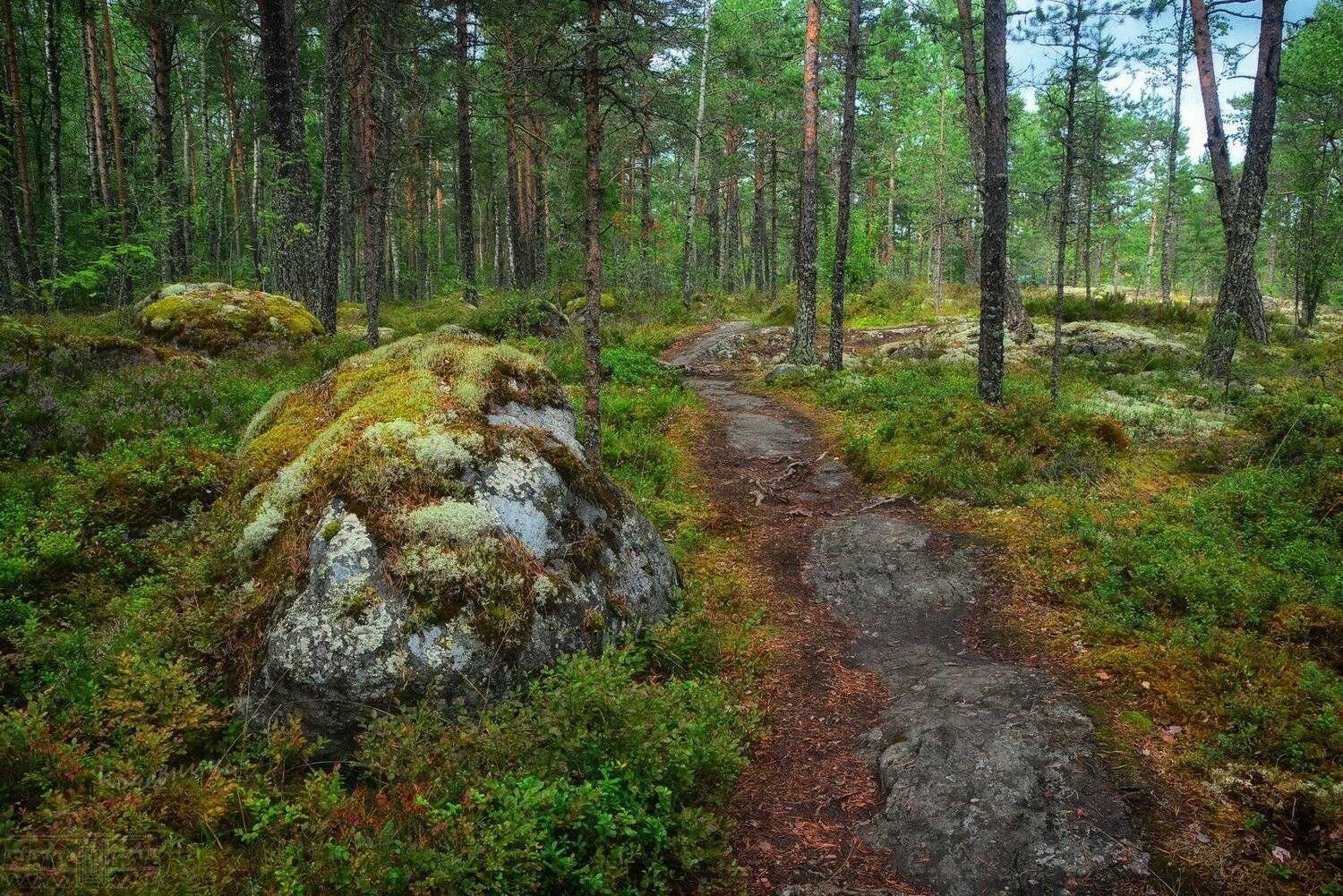 ленинградская область, ладога, лес, лесная тропа, Юлия Абрамова
