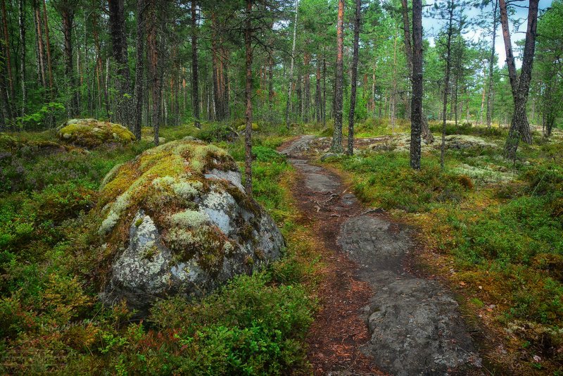 ленинградская область, ладога, лес, лесная тропа Лесной тропой вдоль озера фото превью