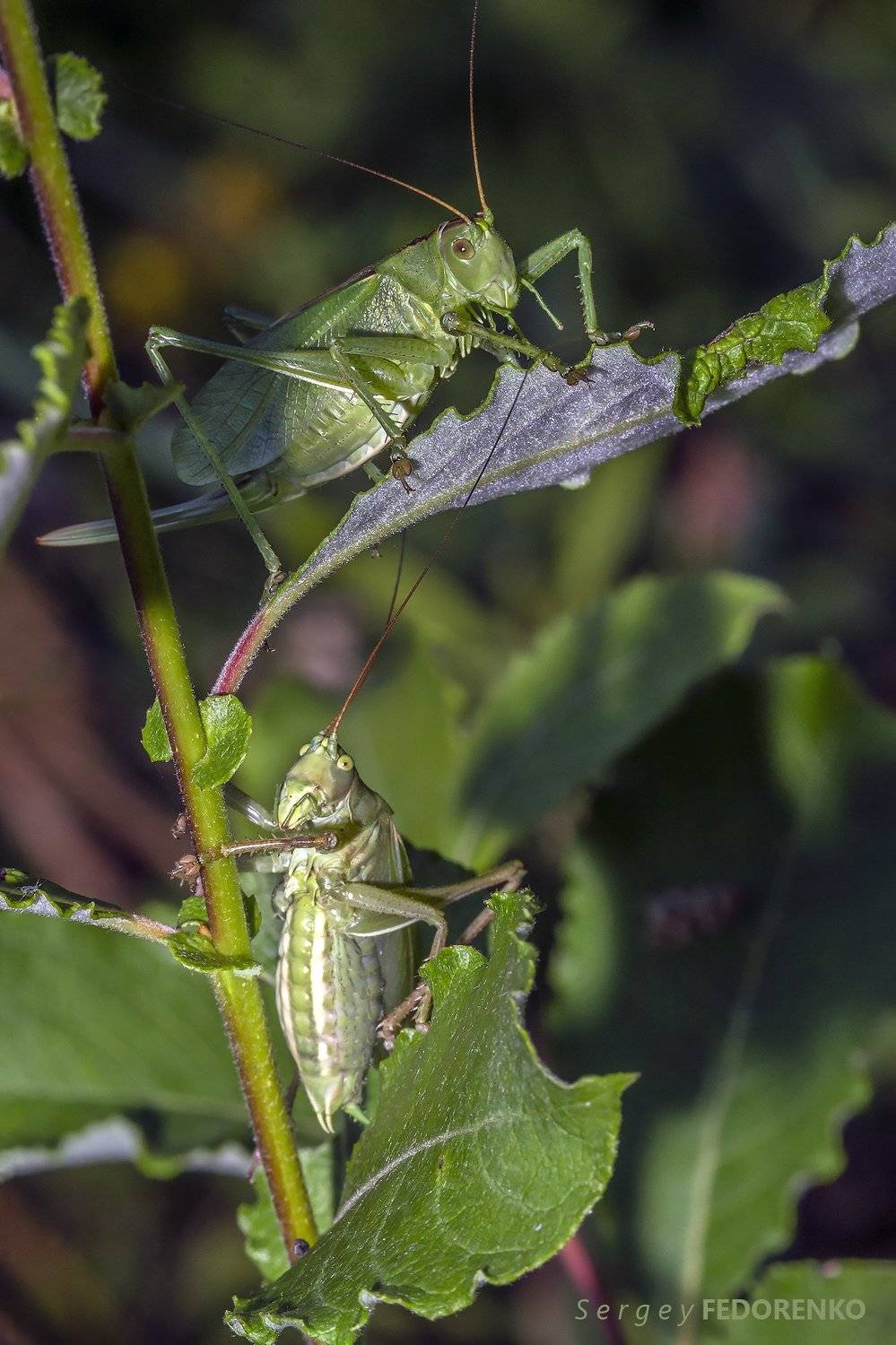 , Сергей Федоренко