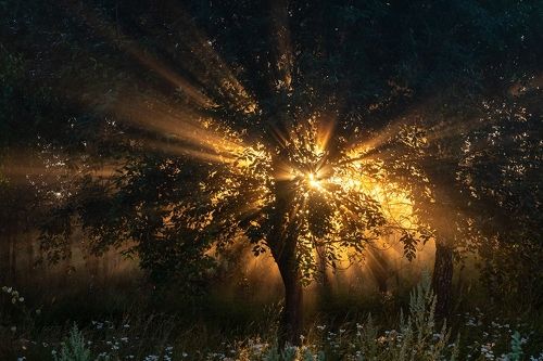 Утренний свет