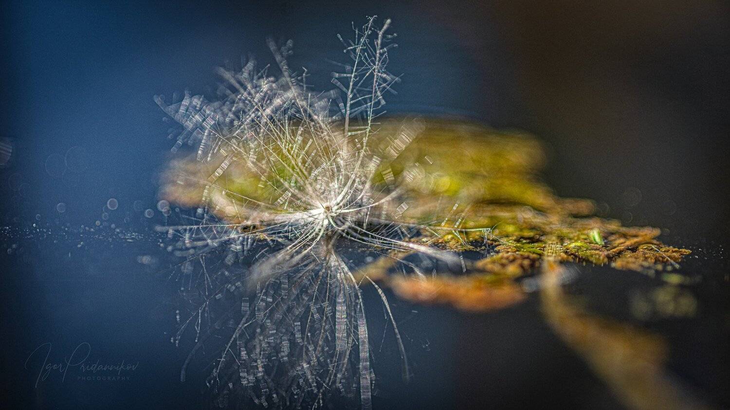 , Игорь Приданников