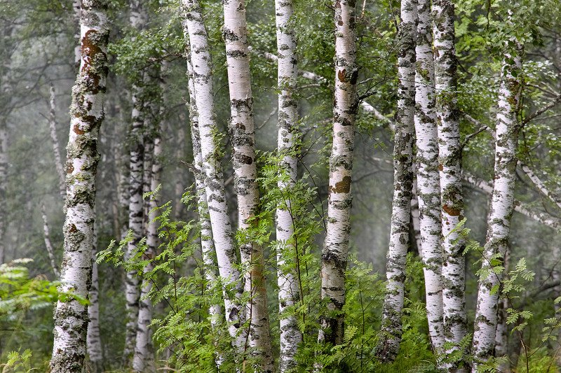 южный урал,оренбургская область, орск, новотроицк,башкирия, башкертостан Березняк, как он есть.. фото превью