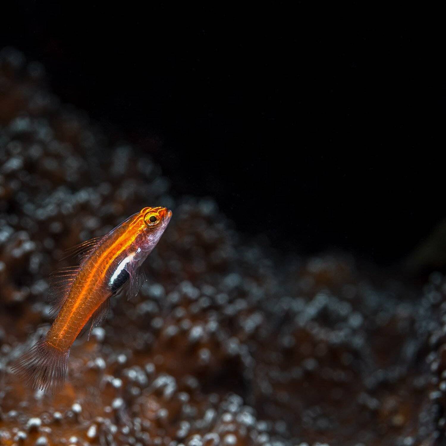 гоби, goby, fish, underwater, underwaterphotography, macro, макро, Андрей Савин