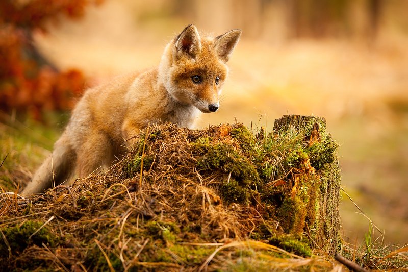 Fox фото превью