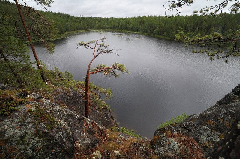 карелия, кереть, озеро, сосна, пасмурно На озере Варацком фото превью