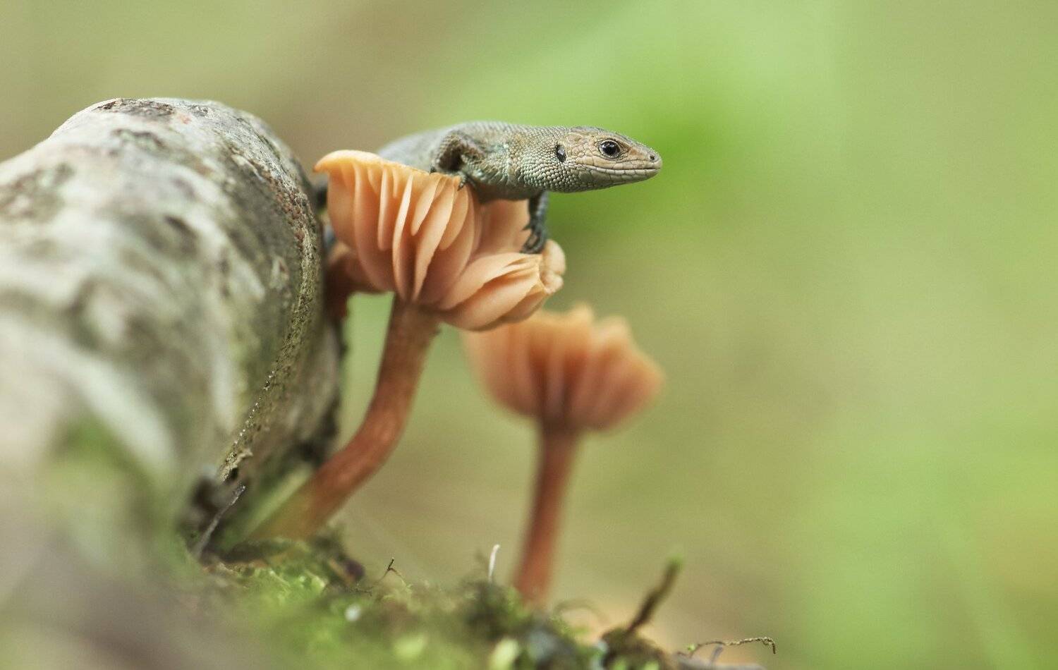 , Макеев Алексей