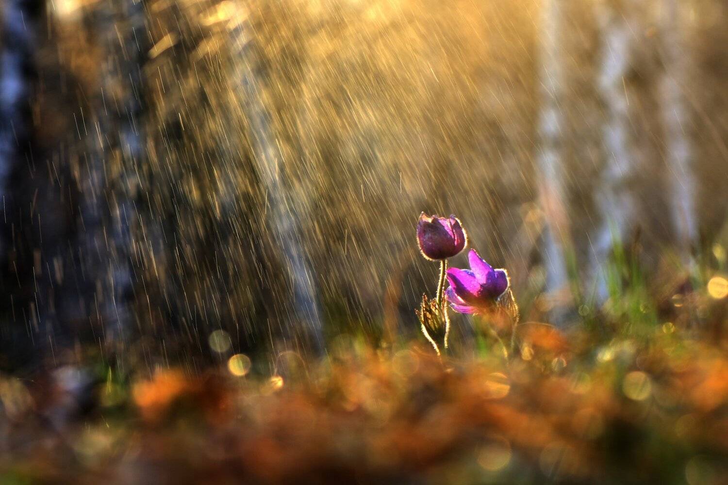 , Макеев Алексей