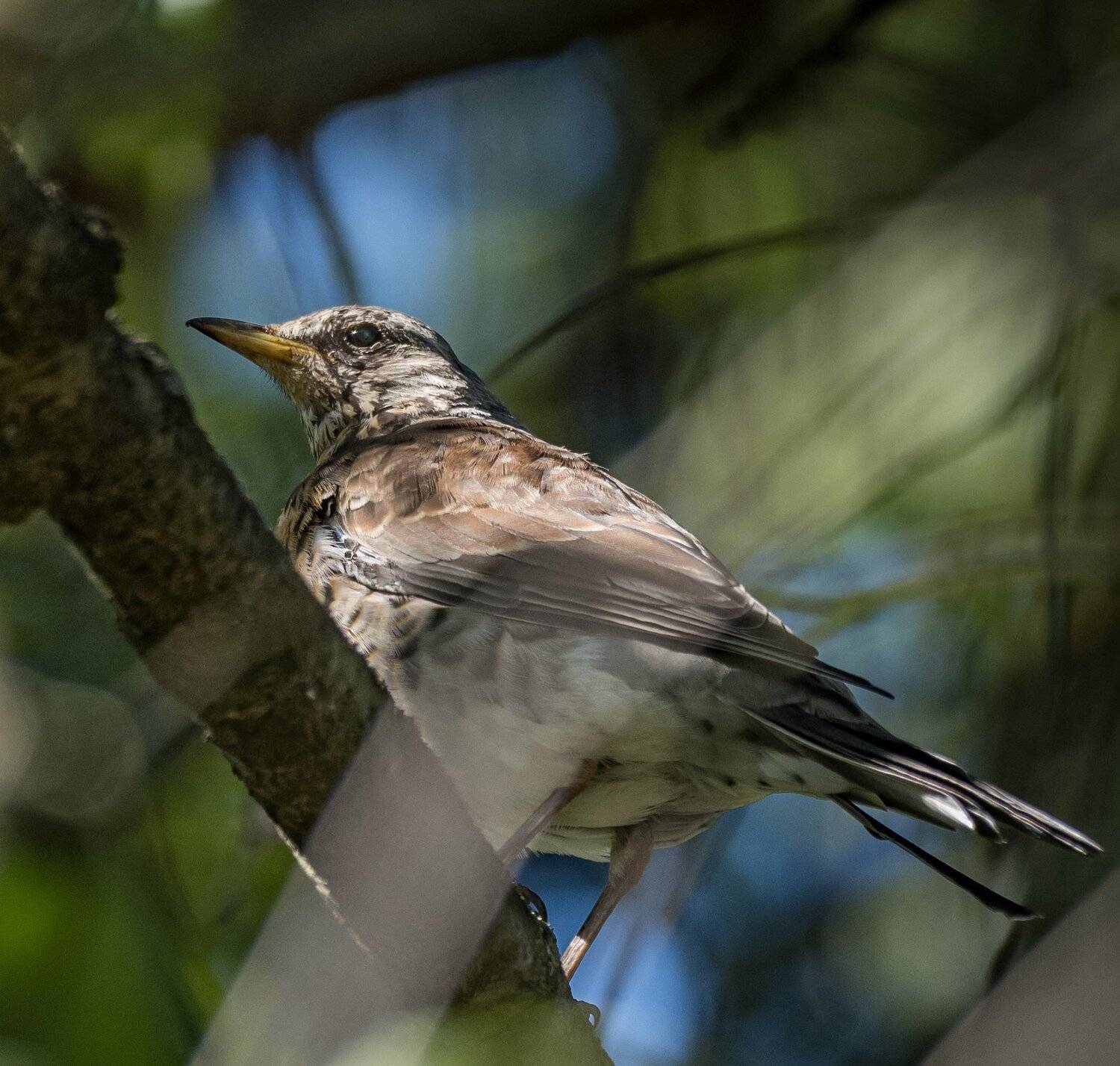 , Курлянцев Алексей
